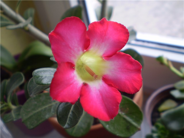 adenium